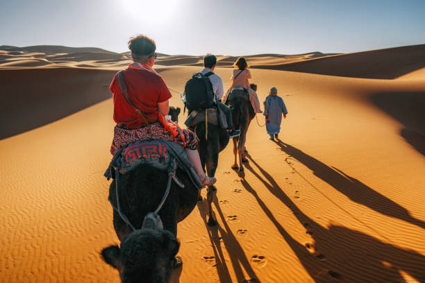 tourists riding on Dromedary camel train crossing Sahara Desert Morocco led by tour guide herdsman during sunset