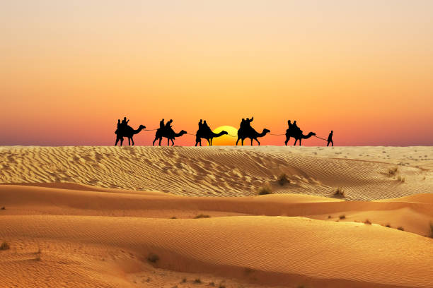 Tourists on camels in Desert of Morocco at sunset