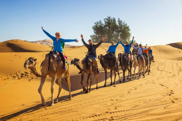 Tourists riding camels on dunes in the desert, Merzouga, Erg Chebbi dunes region, Sahara, Morocco.